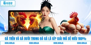 Gà Trên Và Gà Dưới Trong Đá Gà Là Gì? Giải Mã Dễ Hiểu 100%